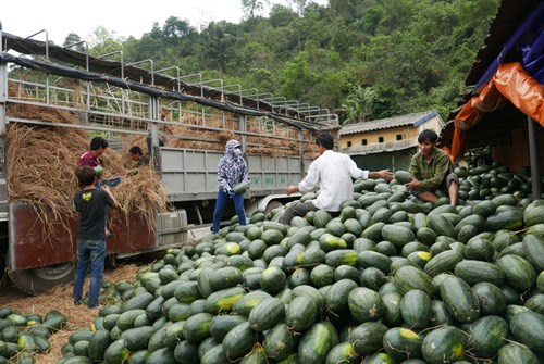 Loạt bài “Tìm lời giải cho bài toán tiêu thụ nông sản” (Nông nghiệp nông thôn ngày 17/6/2015)