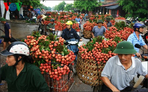 Tìm giải pháp tháo gỡ cho tiêu thụ nhãn, vải (Nông nghiệp và nông thôn ngày 21/6/2015)