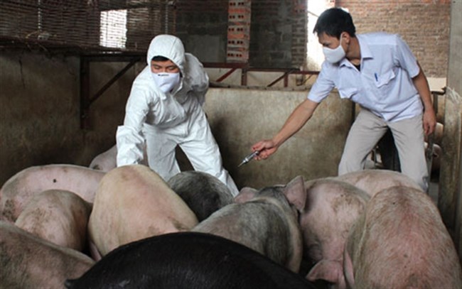 Khó khăn của doanh nghiệp trong xây dựng vùng an toàn dịch bệnh. (Nông nghiệp nông thôn ngày 24/6/2015).