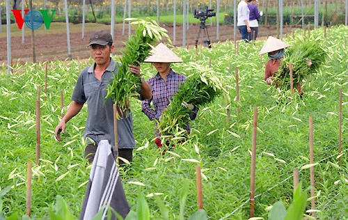 Cơ chế nào để tạo sự kết nối giữa doanh nghiệp và nông dân. (Nông nghiệp và nông thôn ngày 27/6/2015)