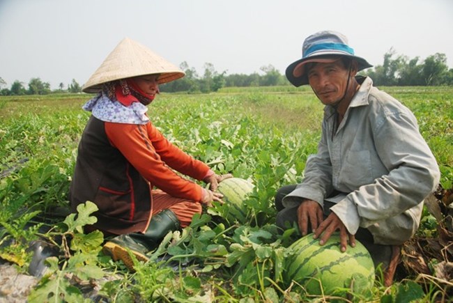 Mở rộng diện tích trồng cây ăn quả vẫn vướng ở khâu quy hoạch (Nông nghiệp và nông thôn ngày 11/8/2015)