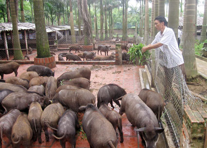 Gắn sản xuất với thị trường: Nhìn từ mô hình nuôi lợn ở Thạch Thất, Hà Nội (Nông nghiệp và nông thôn ngày 18/8/2015)