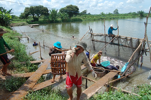 Ao nuôi cá tra của các doanh nghiệp Việt Nam sắp được cập nhật lên bản đồ Google
