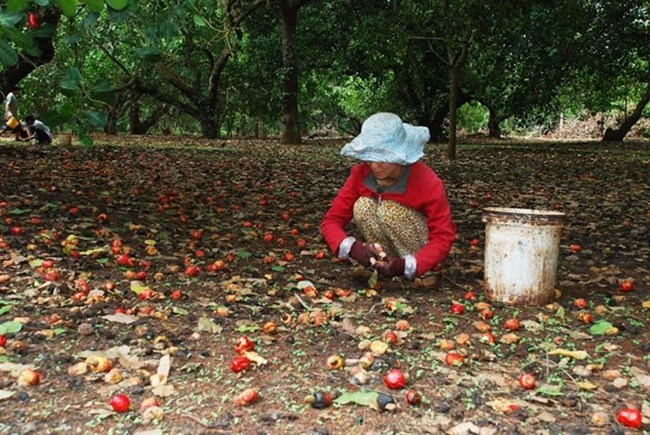 Làm gì để phát triển ngành trồng điều bền vững?