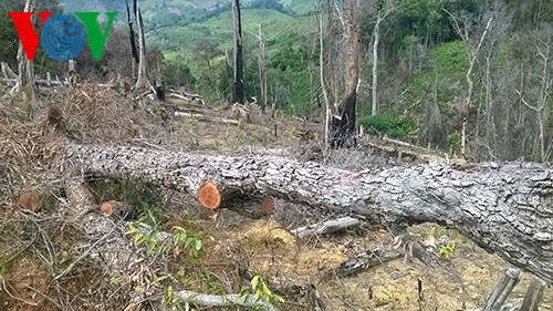 Tây Nguyên mất hàng trăm nghìn ha rừng - giá đắt cho sự phát triển