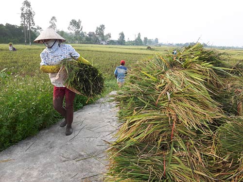 Nông dân khẩn trương gặt lúa chạy bão (19/10/2016)