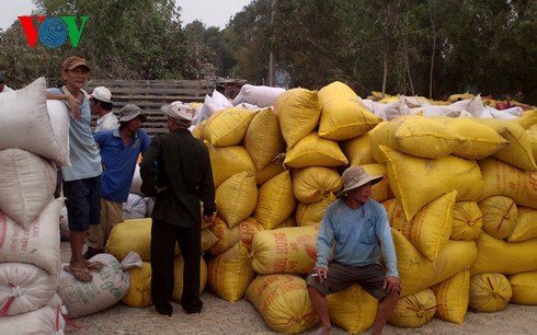 Chính phủ yêu cầu đẩy mạnh việc thu mua, tiêu thụ lúa gạo hàng hóa cho nông dân (Thời sự sáng 7/10/2016)