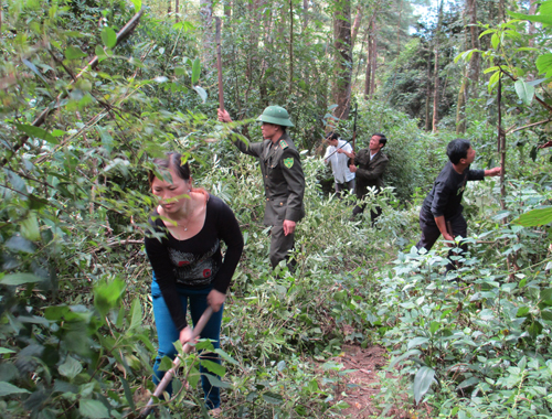 Mường Nhé, Điện Biên: Bảo vệ rừng gắn với lợi ích của người dân (17/11/2016)