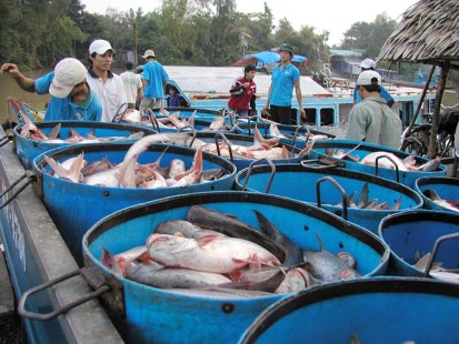 Cảnh báo thương lái Trung Quốc lũng đoạn thị trường cá tra nước ta  (Thời sự đêm 22/11/2016)