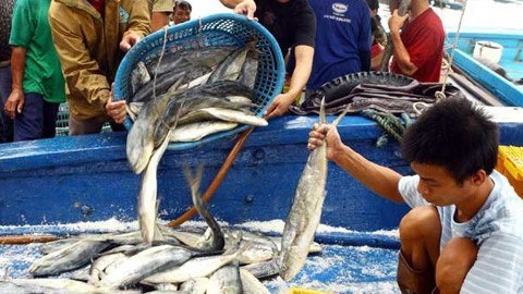 Chất lượng hải sản: Yếu ở khâu bảo quản (11/11/2016)