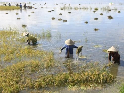 Mưa lũ tại các tỉnh miền Trung gây thiệt hại nặng nề cả về người và tài sản. Hiện nay, nước đã rút, các địa phương đang khôi phục lại đời sống và sản xuất,  đặc biệt là sản xuất nông nghiệp (Thời sự sáng 20/12/2016)