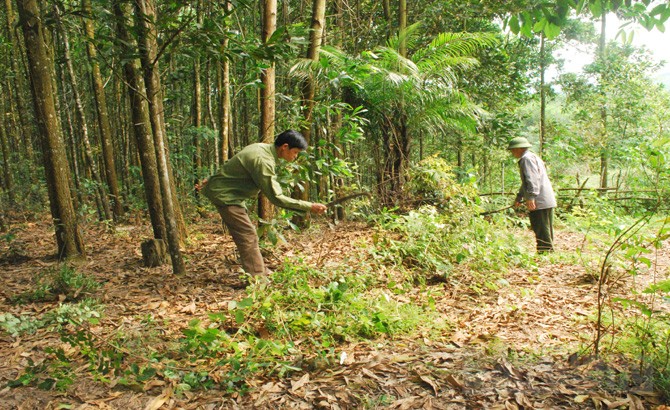 Nông dân làm giàu nhờ phát triển kinh tế rừng (11/12/2016)