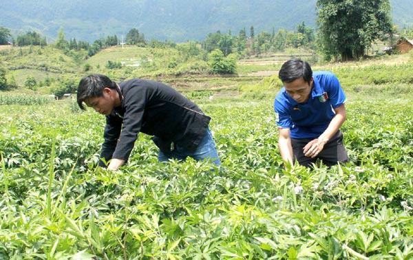 Xây dựng chuỗi giá  trị trong lâm nghiệp -  khó cũng phải làm (07/12/2016)