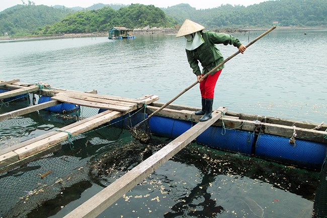 Ngư dân gặp khó trước quyết định di dời lồng bè nuôi trồng thủy sản (04/12/2016)