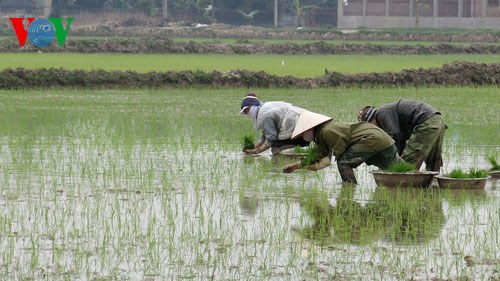 Miễn giảm thuế sử dụng đất nông nghiệp: Tạo động lực cho quá trình tái cơ cấu nông nghiệp (23/12/2016)