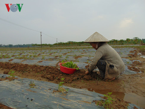 Miền Trung: Sản xuất nông nghiệp sau lũ gặp khó (10/12/2016)