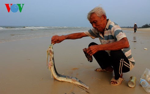 Liên Bộ Tài nguyên và Môi trường và Bộ Nông nghiệp và Phát triển nông thôn kết luận tình trạng cá chết hàng loạt từ Hà Tĩnh đến Thừa Thiên - Huế là do độc tố, tuy nhiên yếu tố độc gây ra hiện tượng cá chết hàng loạt vẫn chưa xác định được cụ thể (Thời sự sáng 24/4/2016)