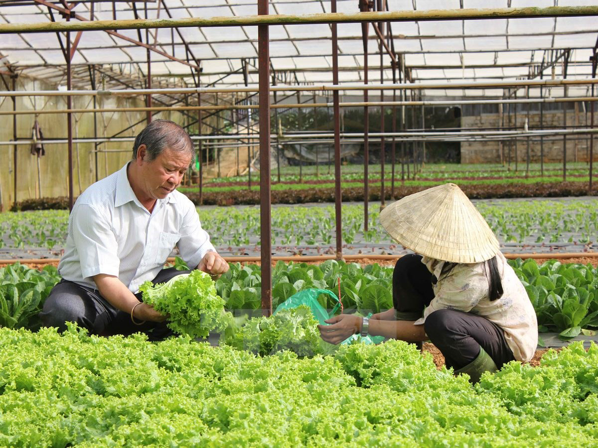 Xây dựng chuỗi liên kết để có thực phẩm an toàn. (7/5/2016)