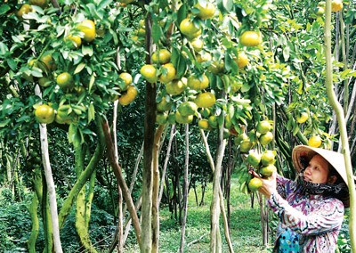 Giá trái cây ở đồng bằng Sông Cửu Long tăng, nông dân phấn khởi. (16/5/2016)