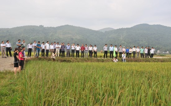 Tự chủ sản xuất hạt giống lúa lai trong nước (26/6/2016)