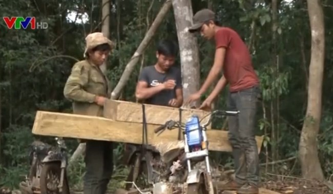 Thủ tướng Nguyên Xuân Phúc yêu cầu làm rõ vụ phá rừng ở Kon Tum (Thời sự sáng 25/6/2016)