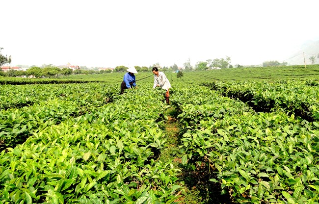 Hà Nội đẩy mạnh phát triển các sản phẩm nông nghiệp trọng điểm. (15/6/2016)