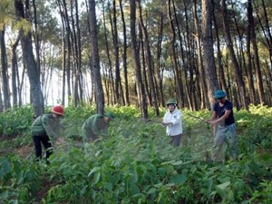 Chật vật bảo vệ rừng cấp xã và mô hình quản lý rừng cộng đồng (25/8/2016)