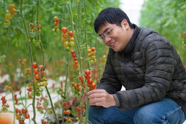 Chặng đường khởi nghiệp từ những quả cà chua của chàng trai trẻ Trần Thái Dương, Giám đốc Công ty cổ phần Skyfarm. (02/8/2016)