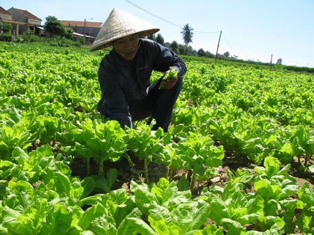 Sản xuất thực phẩm sạch: Đừng đem con bỏ chợ (1/8/2016)