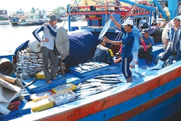 Hiện đại hóa nghề cá và bài toán nhân lực (26/8/2016)