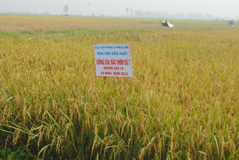 Những trăn trở trong quá trình tạo ra những giống lúa kháng bệnh bạc lá (11/8/2016)