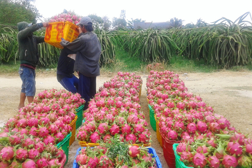 Phát hiện và xử lý nhiều thương lái Trung Quốc kinh doanh trái phép tại tỉnh Bình Thuận (Thời sự sáng 28/8/2016)