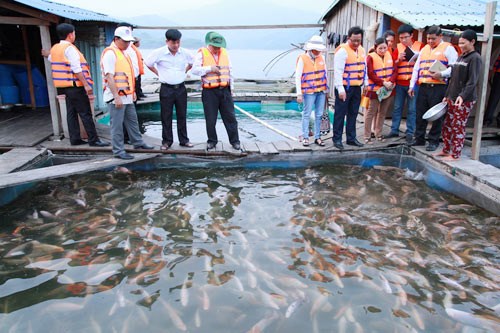 Để phát triển nuôi cá lồng bền vững trên sông, hồ vùng trung du miền núi phía Bắc (28/9/2016)