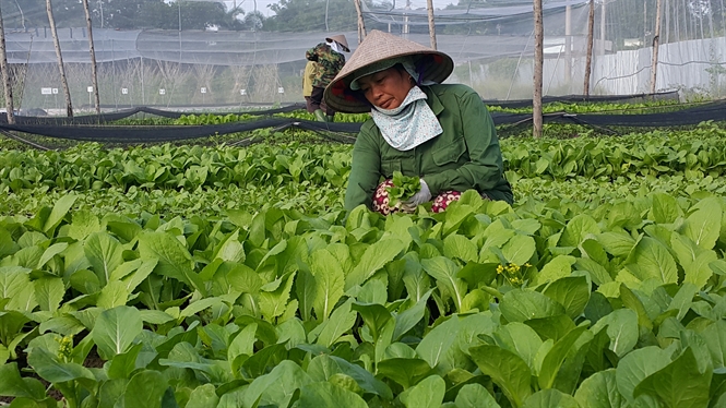 Làm gì để phát triển nông nghiệp hữu cơ? (16/9/2016)