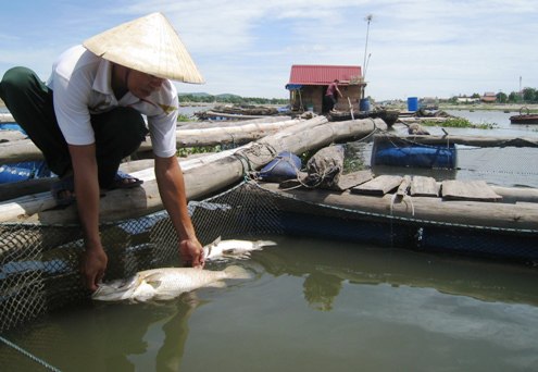 Cơ quan chức năng tỉnh Thanh Hóa đang xác minh làm rõ hiện tượng cá nuôi lồng bè chết bất thường tại xã đảo Nghi Sơn, huyện Tĩnh Gia  (Thời sự đêm 9/9/2016)  