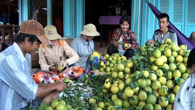 Đồng Tháp: Trồng cam sạch cạnh tranh với cam nhập ngoại (22/9/2016)