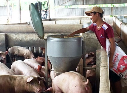 Giảm chi phí đầu vào chăn nuôi từ thuốc thú y (24/9/2016)