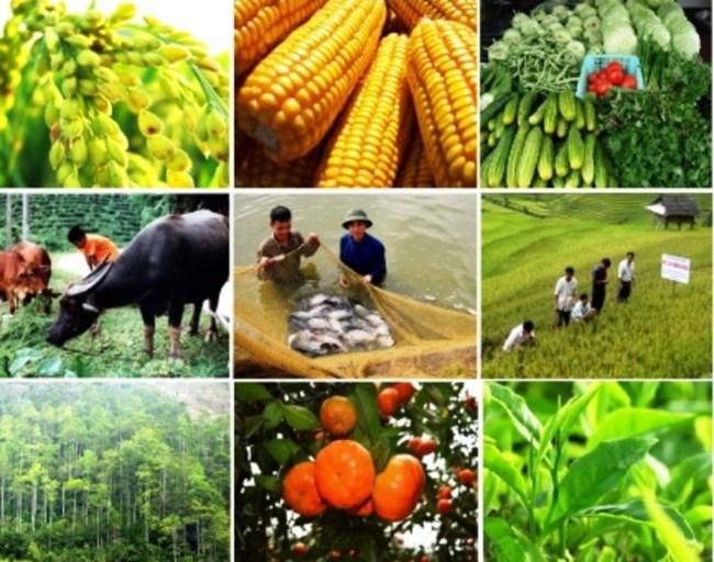 Nông nghiệp bền vững và nỗi niềm người nông dân (17/9/2016)