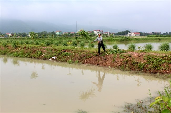 Người làm sống dậy những cánh đồng bỏ hoang ở huyện Vũ Thư, tỉnh Thái Bình (17/1/2017)