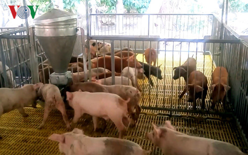 Giải pháp hạn chế thiệt hại cho người chăn nuôi khi giá lợn hơi xuống thấp (18/1/2017)