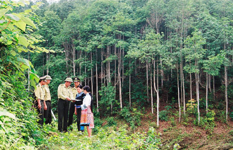 Phát triển lâm nghiệp bền vững (30/11/2017)