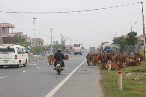 Một cán bộ ở Hà Tĩnh đề xuất làm biển báo đường, xây cầu vượt và đường ngầm dành cho trâu bò đi qua quốc lộ: Có phù hợp với điều kiện của Việt Nam hiện nay hay không? (21/12/2017)