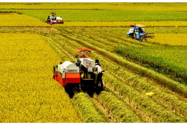 Giải pháp nào để phát triển bền vững ngành lúa gạo vùng Đồng bằng sông Cửu Long (16/3/2017)