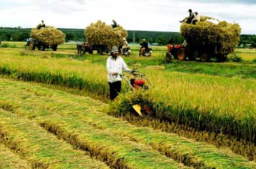 Tích tụ ruộng đất: Cách làm mạnh dạn ở Hà Nam (30/3/2017)