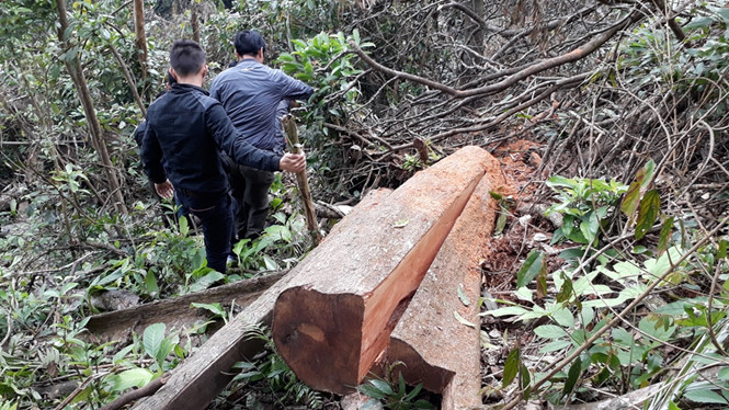 Rừng phòng hộ Hướng Hóa- Đakrông, tỉnh Quảng Trị: Đường mở tới đâu, rừng phòng hộ bị phá đến đó (Thời sự chiều 05/3/2017)