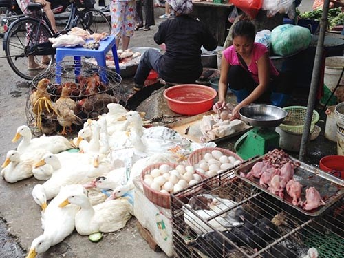 Người dân không nên mua gia cầm trôi nổi, không rõ nguồn gốc tránh nguy cơ lây lan dịch cúm  (Thời sự đêm 05/3/2017)