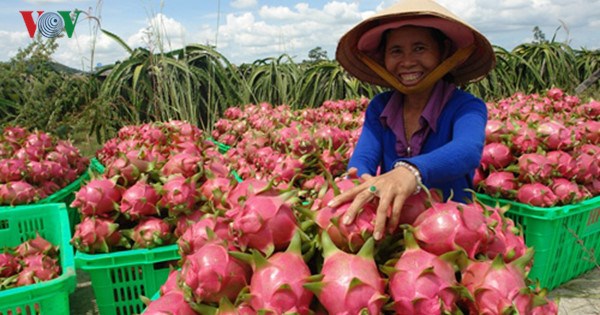 Thanh long ruột đỏ của Việt Nam chính thức có mặt tại thị trường Nhật Bản (Thời sự đêm 7/3/2017)