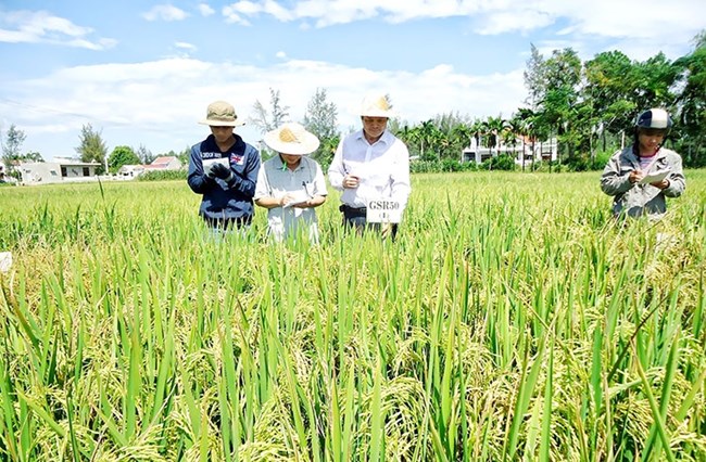 Đồng bằng sông Cửu Long kỳ vọng vào sự đổi mới trong sản xuất lúa gạo (02/4/2017)