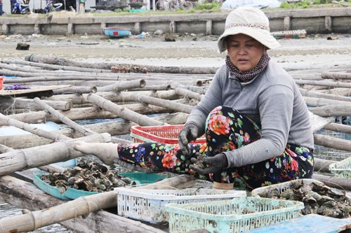 Thủy sản tại Đức Phổ, Quảng Ngãi chết hàng loạt do nuôi trồng không theo quy hoạch (Thời sự đêm 22/4/2017)