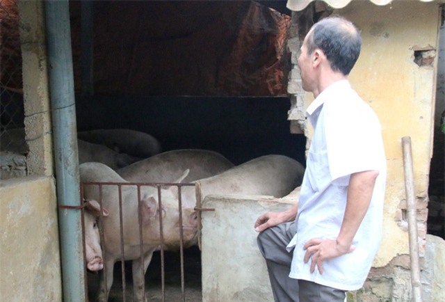 Giá lợn tiếp tục lao dốc- người chăn nuôi điêu đứng (01/5/2017)